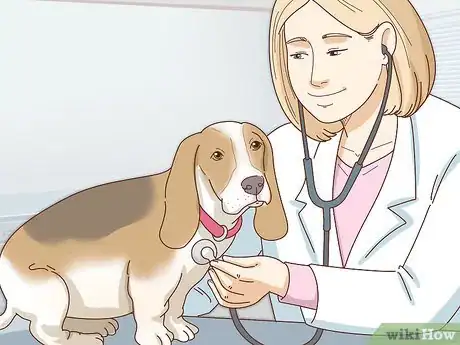 Image titled Care for Basset Hounds Step 6