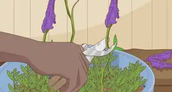 Prune a Butterfly Bush