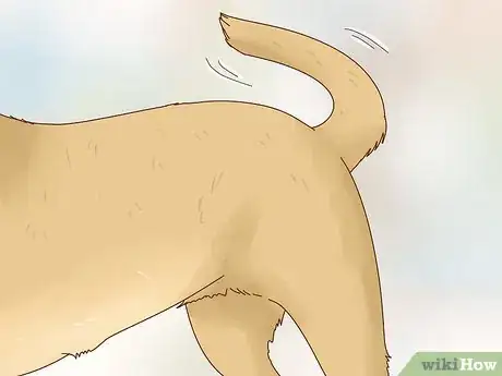 Image titled Know When to Breed Your Dog Step 11