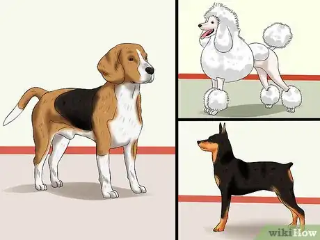 Image titled Diagnose Little White Shaker Syndrome in Maltese Step 9