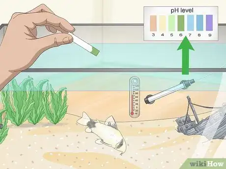 Image titled Determine Which Breed of Corydoras is Best for Your Aquarium Step 3