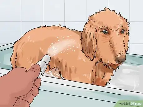 Image titled Groom a Thin Furred Dog Step 15