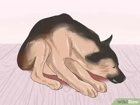 Image titled Prevent Roundworms in Dogs Step 7