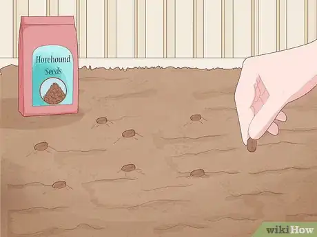 Image titled Grow Horehound Step 4