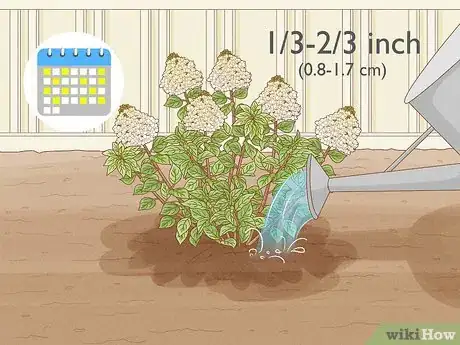 Image titled Care for Limelight Hydrangeas Step 1
