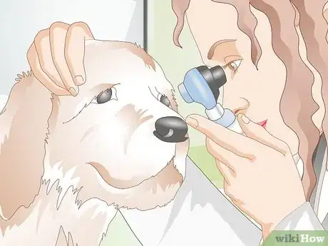 Image titled Diagnose Ingrown Eyelids in Dogs Step 8