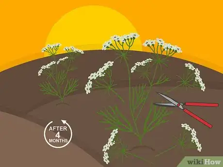 Image titled Grow Cumin Step 22