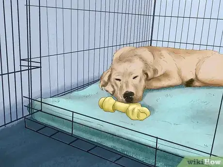 Image titled Deal with House Soiling in Older Dogs Step 5