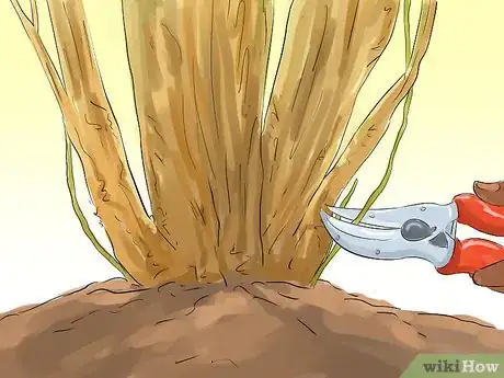 Image titled Prune a Redbud Tree Step 18