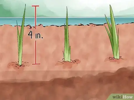 Image titled Grow Onions from Seed Step 8