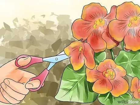 Image titled Grow Nasturtiums Step 9