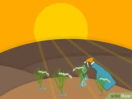 Image titled Grow Cumin Step 19