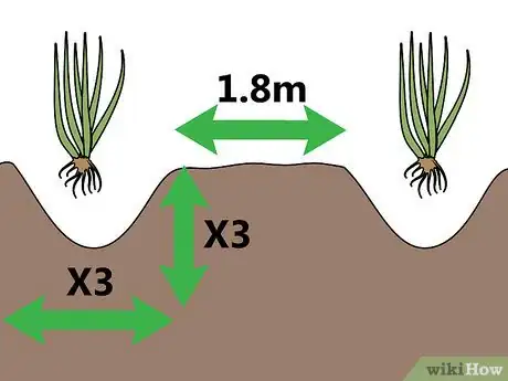 Image titled Grow Pampas Grass Step 06