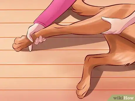 Image titled Treat Arthritis in Dogs Step 11