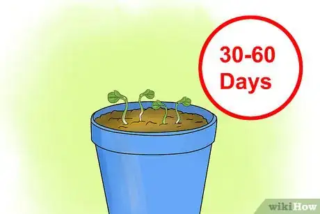 Image titled Care for Cyclamen Plants Step 20