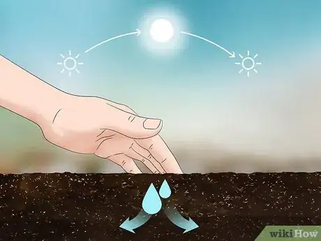 Image titled Grow Evergreen Trees Step 12