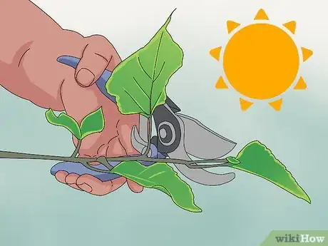 Image titled Prune a Mulberry Tree Step 9