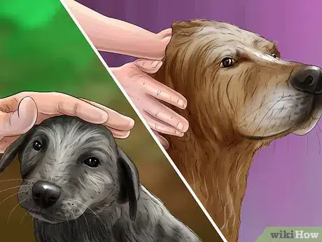 Image titled Prevent Your Dog from Becoming Carsick Step 1