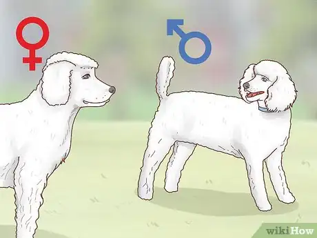 Image titled Know When to Breed Your Dog Step 12