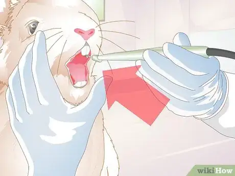 Image titled Treat Dental Problems in Rabbits Step 7