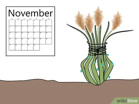 Image titled Grow Pampas Grass Step 13