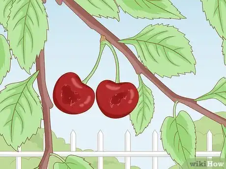 Image titled Deal with Cherry Tree Pests Step 3
