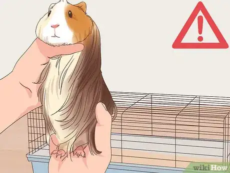 Image titled Care for a Coronet Guinea Pig Step 14