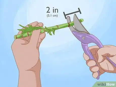 Image titled Trim Lucky Bamboo Plants Step 8