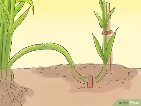 Image titled Pinch Carnations Step 11