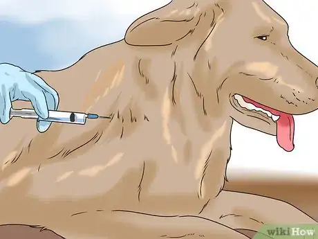 Image titled Prevent Roundworms in Dogs Step 9