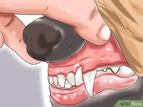 Image titled Treat Gastric Torsion and Bloat in Labrador Retrievers Step 6