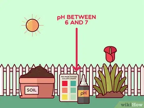 Image titled Get Calla Lilies to Flower Step 13