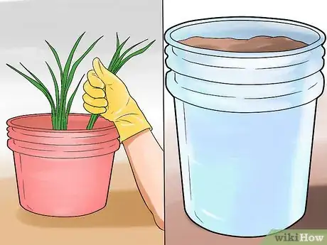 Image titled Cultivate Lemongrass Step 7