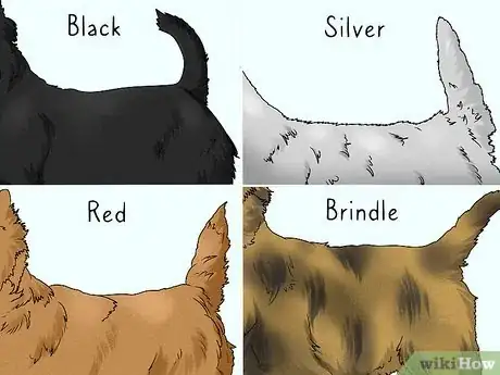 Image titled Identify a Cairn Terrier Step 9