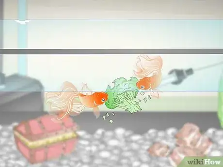 Image titled Care for Fancy Goldfish Step 17