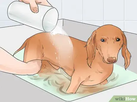 Image titled Groom a Thin Furred Dog Step 13