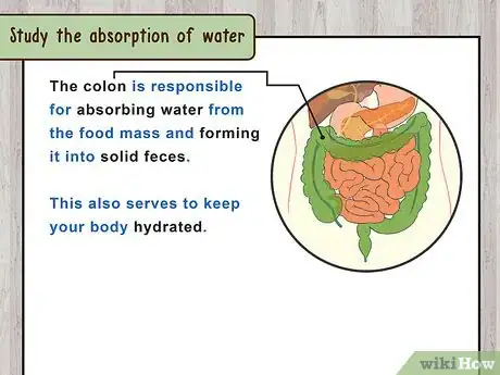 Image titled Study the Physiology of Digestion in the Human Body Step 10