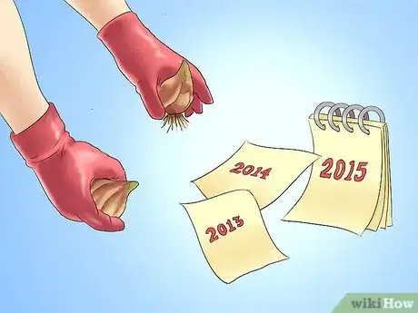 Image titled Transplant Resurrection Lilies Step 1