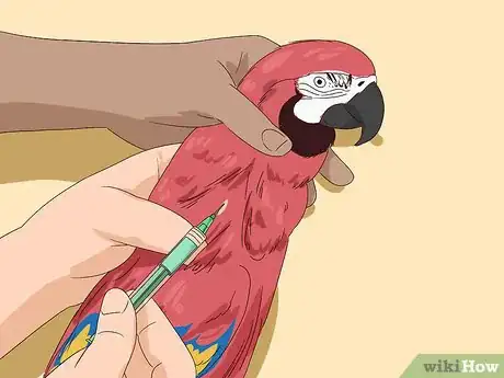 Image titled Treat Macaw Wasting Disease Step 3