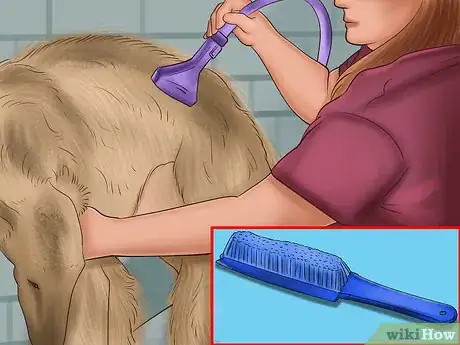 Image titled Care for a Borzoi Step 7