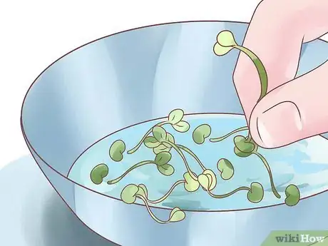 Image titled Grow Alfalfa Sprouts Step 20