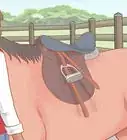 Put on an English Saddle Properly