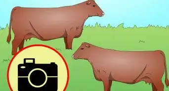 Identify Red Angus Cattle