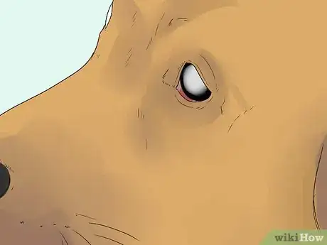 Image titled Diagnose Cataracts in Labrador Retrievers Step 2
