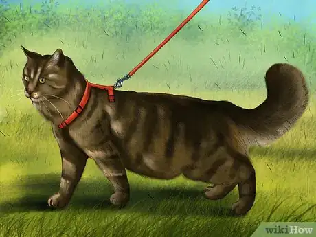 Image titled Give Your Cat Space to Sunbathe Step 5