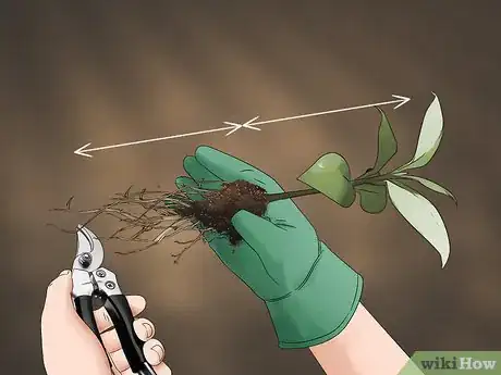 Image titled Grow Evergreen Trees Step 11