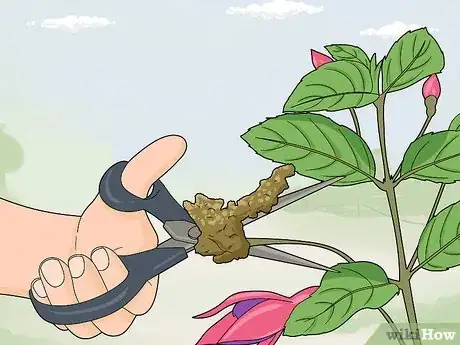 Image titled Fight Fuschia Gall Mites Step 1