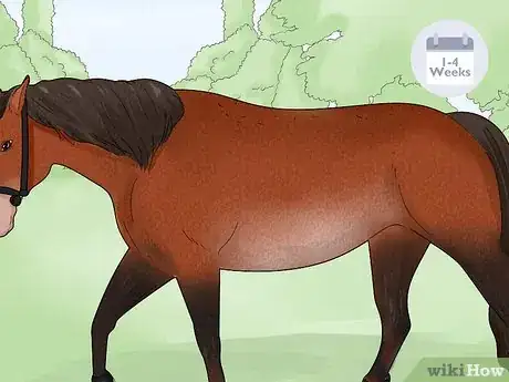Image titled Prevent Rain Rot in Horses Step 12
