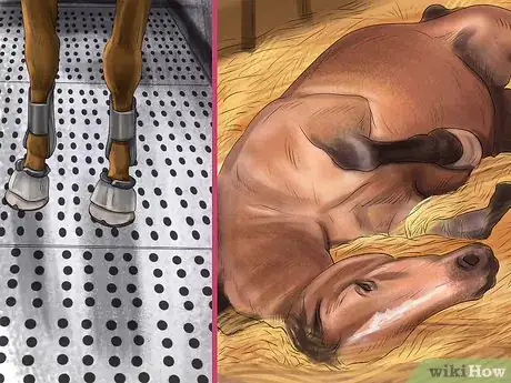 Image titled Keep a Horse Clean on a Budget Step 6