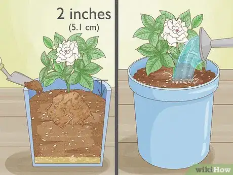 Image titled Transplant Potted Flowers Outdoors Step 14